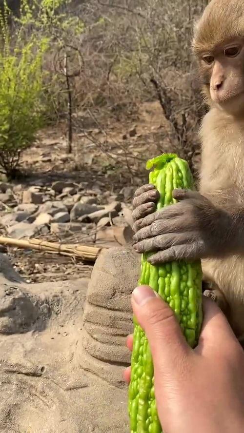 女猴子吃瓜,揭秘热带雨林中的神秘生活
