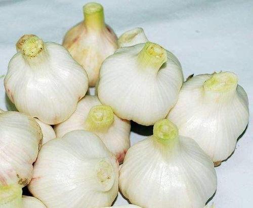 霸王花吃大蒜还是吃瓜,大蒜与瓜果的美食对决