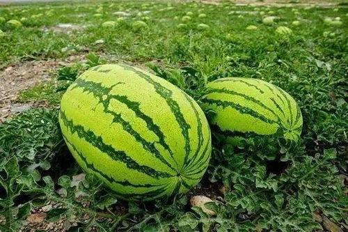 吃瓜月份,揭秘每月必吃的时令瓜果盛宴