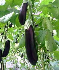 胃炎吃茄瓜,营养与健康的完美结合