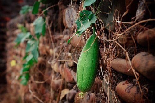 夏季吃三瓜指的是哪三瓜