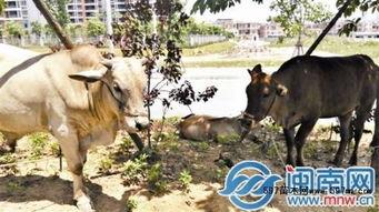 梦见放牛吃瓜,放牛吃瓜的奇幻之旅