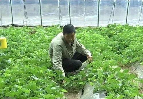 乌鲁木齐幸福花园吃瓜,夏日吃瓜盛宴，共享清凉时光