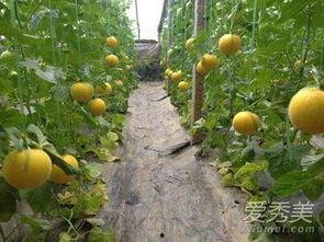 吃伊丽莎白瓜禁忌,揭秘吃伊丽莎白瓜的禁忌与注意事项