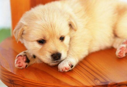 小狗吃麻瓜,麻瓜世界的奇妙之旅