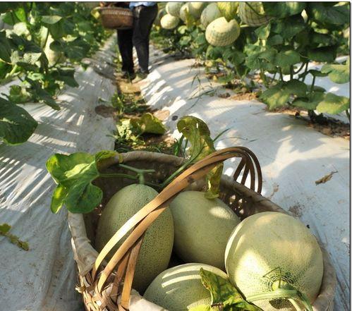 吃瓜苏科大,揭秘校园里的那些“瓜”