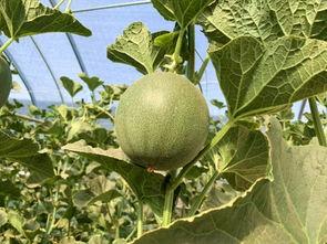 绿色小蜜瓜怎么吃,绿色小蜜瓜的多样食法探索