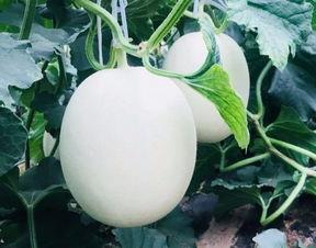 空调室内吃瓜图片,悠闲吃瓜时光