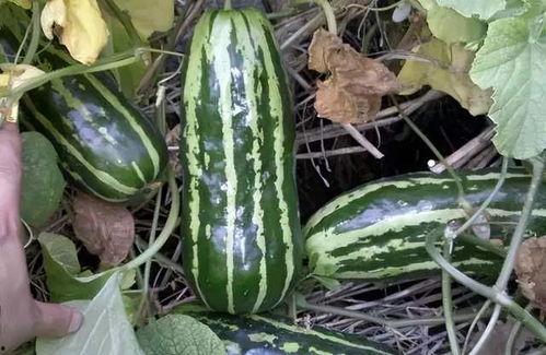 吃瓜都不甜的年代,那些难忘的岁月与味道