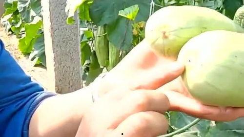 移植后可以吃羊角密瓜吗,移植术后羊角蜜瓜食用指南