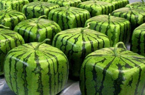 礼仪华夏吃瓜,品鉴瓜果，传承千年饮食文化