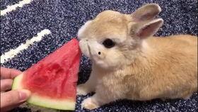 兔友吃瓜,揭秘娱乐圈那些不为人知的幕后故事