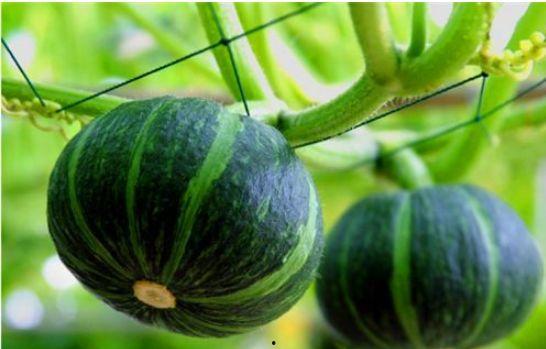吃贝贝瓜便秘吗,贝贝瓜食用对便秘影响解析