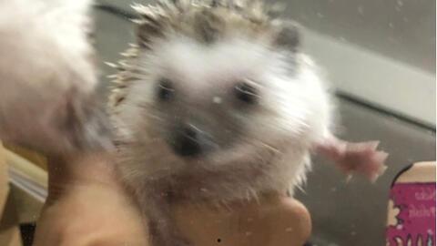 防止瓜被刺猬吃,防止刺猬偷食的妙招揭秘