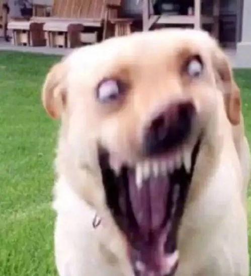 吃瓜表情包狗子,萌宠界的“社会人”