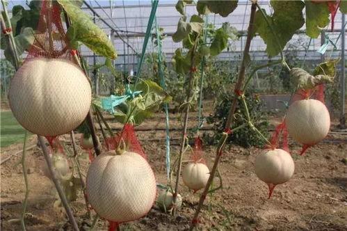 天天鹅吃瓜爆料,娱乐圈幕后真相大揭秘