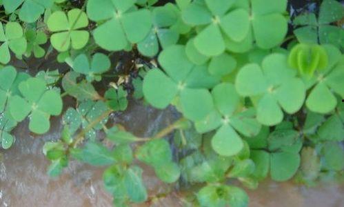 兔子吃花蜜瓜,甜蜜的邂逅与自然的馈赠