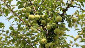 瓜娃吃的东西,探寻各地特色佳肴