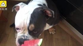 狗狗吃瓜拉肚子,揭秘瓜类对狗狗肠胃的影响