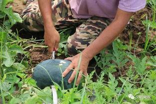航拍吃瓜,航拍视角下的夏日“吃瓜”盛宴
