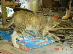 看猫咪抓蛇吃瓜,一场奇妙的自然捕食秀