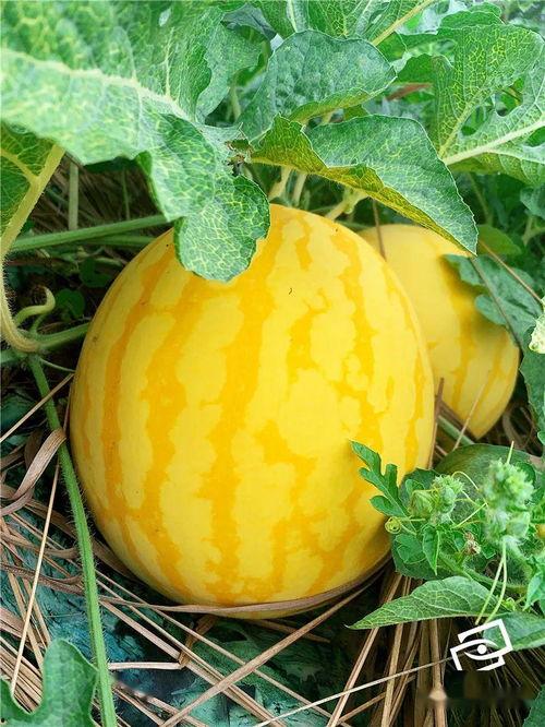 瓜吃历史,穿越时空的甜蜜记忆