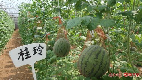 桂工持续吃瓜形而上,形而上视角下的校园生活剪影